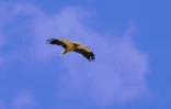 Un vautour égyptien vole au-dessus de Gjirokastër, le 12 septembre 2024 en Albanie