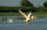 Un pélican prend son envol dans les eaux du delta du Danube, le 18 juin 2020