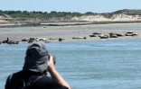 Un touriste photographie des phoques dans la baie d'Authie, près de Berck-sur-Mer (Pas-de-Calais) le 26 mai 2026