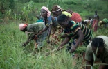 Des femmes cultivent un champ le 5 octobre dans un champ de Bambari