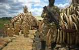De l'ivoire stockée le 27 avril 2016 d'ivoire dans le parc national de Nairobi, prêtes à être brûlées