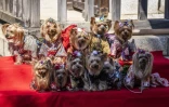 Des chiens vêtus de kimonos posent sur un présentoir rouge à étages pour des photographies au sanctuaire Ichigaya Kamegaoka Hachimangu à Tokyo, le 31 octobre 2026