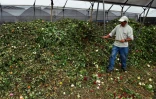 Un employé de l'entreprise de production de fleurs Hoja Verde rassemble des fleurs qui n'ont pas pu être exportées et servent de compost dans une pépinière de Cayambe, en Equateur, le 11 juillet 2022