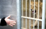 Lion en cage dans un zoo le 23 février 2012