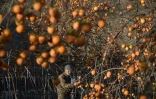 Un homme cueille des kakis dans son jardin à Stepanakert, capitale du Nagorny-Karabakh, le 24 novembre 2020