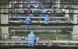 Des ouvriers dans une usine alimentaire  de poulet à Suqian, dans la province du Jiangsu, le 11 avril 2023 en Chine