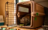 Un chat mange dans une cage de transport au refuge pour animaux géré par Toru Akama, ancien employé de la centrale nucléaire de Namie, dans la préfecture de Fukushima, le 5 mars 2026 au Japon