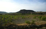 Vue d'un vignoble près du village d'Albas, dans le massif des Corbières, dans le sud de la France, le 9 août 2025