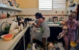 Noris Perez et sa fille nourrissent des chiens et des chats recueillis chez elles, le 29 septembre 2020 à La Havane, à Cuba
