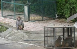 Un singe regarde deux de ses congénères enfermés dans une cage, le 30 août 2020 à Shimla, en Inde