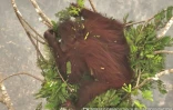 La femelle orang-outan Novita à Bornéo en Indonésie est filmée par l'ONG indonésienne de défense de ces animaux, le 26 septembre 2026