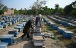 L'apiculteur Malik Hussain Khan (d) inspecte ses ruches à Lak Mor, dans la province du Pendjab, le 30 janvier 2025 au Pakistan