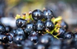 Des raisins fraîchement récoltés dans les vignobles de la coopérative viticole de Correns, dans le Var, le 17 août 2026