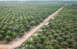 Vue aérienne d'une plantation de palmiers à huile dans une zone de concession d'entreprise à Bangsal, dans le sud de Sumatra, le 10 juin 2025 en Indonésie