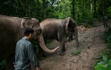 Un conservateur de l'environnement accompagne des éléphants dans un centre de préservation à Xishuangbanna, en Chine, le 20 juillet 2021