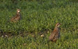 Deux perdrix rouges sauvages dans un champ à Sully-sur-Loire, dans le centre de la France, le 8 décembre 2020