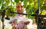 Le vigneron Florian Weingart utilise un système d'irrigation qui laisse l'eau s'écouler goutte à goutte au pied des ceps à Spay, dans l'ouest de l'Allemagne, le 14 août 2026