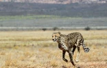 la population totale de guépards est estimée avoir baissé de quelque 30% en 15 ans