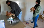 Des vétérinaires examinent des chats blessés dans un centre de secours pour animaux errants, le 16 janvier 2022 à Bagdad, en Irak