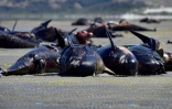 Echouage massif de baleines pilotes, le 17 février 2015 sur la plage de Farewell spit en Nouvelle-Zélande