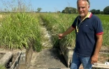 Le maire de Zeme, Massimo Saronni, devant un canal d'irrigation desséché longeant les rizières à Zeme, le 18 juillet 2022