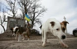 Un soldat ukrainien et des chiens près de Sartana, dans l'est de l'Ukraine, le 29 février 2016