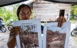 Ika Magdalena du village de Sei Gawing montre des photos des terres qu'elle cultivait avant leur destruction pour des plantations dans la régence de Kapuas du Kalimantan central, le 12 février 2026 en Indonésie