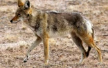 Photo fournie par la réserve de la biosphère de Pinacate et du désert d'Altar d'un coyote, le 31 mars 2016, près de la frontière entre le Mexique et les Etats-Unis