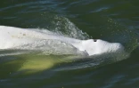 Un béluga, repéré dans la Seine, nage près d'une écluse, à 70 km de Paris, le 5 août 2022