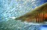 Un requin tigre dans un aquarium de Yokohama, au Japon, le 18 mai 2008  