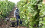 Un ouvrier agricole récolte du raisin, le 4 octobre 2021 à Lamont, en Californie