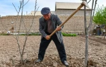 Djamoliddine Makhmaliev, déplacé climatique, plante des arbres dans le jardin de sa nouvelle maison du district de Khourosson, le 26 mars 2024 au Tadjikistan