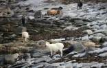 Des moutons se nourrissent d'algues, sur l'île de North Ronaldsay, le 7 septembre 2021 au large de l'Ecosse
