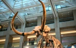 Les restes d’un mammouth laineux vieux de 12.000 ans, présentés à Hong Kong le 15 août 2024