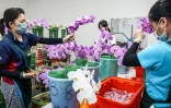 Des employées préparent des fleurs d'orchidées avant de les emballer, le 5 août 2025 à Houbi, dans le sud-ouest de Taïwan