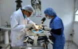 le Dr Mahmoud Latiri, vétérinaire au centre de stérilisation-vaccination de Tunis, opère une chienne pour la stéréliser, le 29 décembre 2021 à Tunis