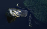 Une tortue cooter de Floride à Boynton Beach en Floride le 16 novembre 2022