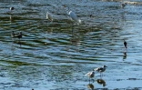 Des oiseaux dans la mangrove de Costa del Este, le 14 mars 2022 à Panama
