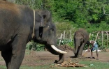 Une éléphante et son éléphanteau au camp de Dubare, le 11 mai 2018 à Kodagu, en Inde