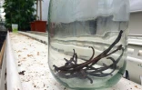 Des gousses de vanilliers cultivées dans une serre le 12 octobre 2016 à Bleiswijk