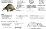 Le pangolin : une espÚce menacée