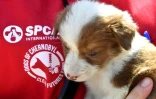 Une bénévole de la fondation américaine Clean Cultures Fund (CFF) porte un chiot dans ses bras, près d'un hôpital pour les chiens errants à Tchernobyl, le 8 juin 2018 en Ukraine