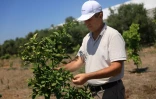 L'agronome Altin Hila inspecte un pamplemoussier dans sa ferme à Divjake, le 1er juillet 2025 en Albanie