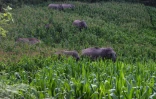 Des éléphants sauvages en migration dans la province chinoise du Yunnan, le 13 juillet 2021