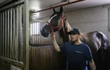 Un cheval pour calèche dans une étable de Manhattan, le 26 août 2022 à New York 