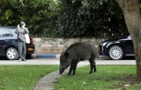 Un sanglier dans une rue de Haïfa, dans le nord d'Israël, le 5 décembre 2019
