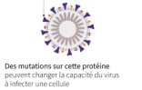 Un nouveau variant du Covid-19