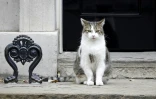 Le chat Larry devant le 10 Downing Street, le 2 septembre 2019