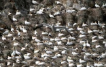 Une colonie de fous de Bassan sur l'île bretonne de Rouzic, dans la réserve naturelle des Sept-Iles, le 8 juin 2021