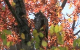 Un hibou grand-duc Ă Central Park, le 29 novembre 2020